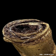 ตะกรุดหนังหน้าผากเสือ หลวงพ่อจง วัดหน้าต่างนอก