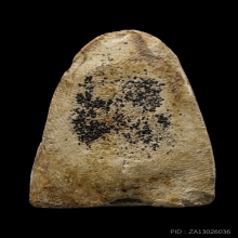 +ติดที่1สมาคม สมเด็จโต เนื้อขาว วัดประสาท