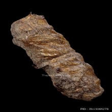 ตะกรุดหนังหน้าผากเสือ หลวงพ่อจง วัดหน้าต่างนอก