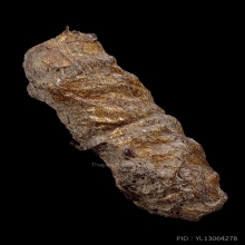 ตะกรุดหนังหน้าผากเสือ หลวงพ่อจง วัดหน้าต่างนอก