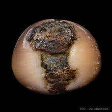 เบี้ยแก้ หลวงพ่อคำ วัดโพธิ์ปล้ำ จ.อ่างทอง