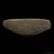 รูปเหมือนปั๊ม อาจารย์วัน มะนะโส วัดชัยประสิทธิ์ รุ่น2 จ.ตรัง