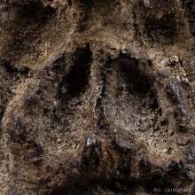 พระปิดตา เนื้อผงคลุกรักเก่ามาก (ไม่ทราบที่)