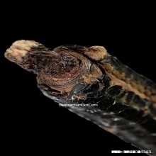 ตะกรุดหลวงพ่อกลั่น วัดพระญาติ จ.อยุธยา