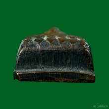 หลวงปู่ทวดหลังหนังสือ บล็อคเลข ๑ หัวมังกรหน้าใหญ่ วัดเอี่ยมฯ