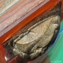 รวมพระลพ.เงิน วัดบางคลาน ชุดที่ 1