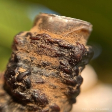 ตะกรุดยันตรีนิสิงเห เนื้อเงิน หลวงพ่อทองสุข วัดสะพานสูง