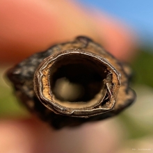 ตะกรุดยันตรีนิสิงเห เนื้อเงิน หลวงพ่อทองสุข วัดสะพานสูง