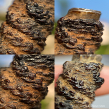 ตะกรุดยันตรีนิสิงเห เนื้อเงิน หลวงพ่อทองสุข วัดสะพานสูง