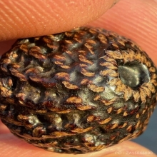 ลูกอมมหากัณฑ์ หลวงพ่อคง วัดบางกะพ้อม จ.สมุทรสงคราม 