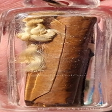 ตะกรุดสาริกา ลป.ทิม ยาว 1.5 นิ้ว มองเห็นรอยจารชัดเจน