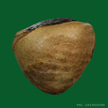 หมากทุย วัดหนัง