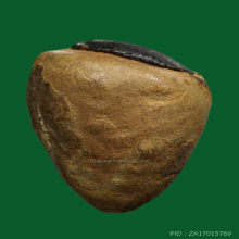 หมากทุย วัดหนัง