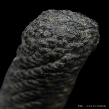 ตะกรุดหนังหน้าผากเสือหลวงพ่อเต๋ วัดสามง่าม