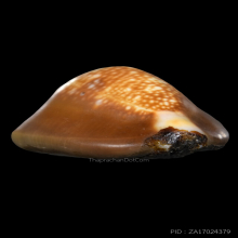 เบี้ยแก้ หลวงพ่อคำ วัดโพธิ์ปล้ำ อ่างทอง