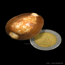 เบี้ยแก้ หลวงพ่อคำ วัดโพธิ์ปล้ำ อ่างทอง