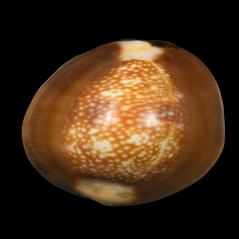 เบี้ยแก้ หลวงพ่อคำ วัดโพธิ์ปล้ำ อ่างทอง