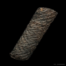 “ไม้ครูพิเศษดอกเล็ก”หลวงปู่ภู วัดอินทร์(ลายเข้ขบฟัน)