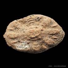 ดอกธาตุหริภุญไชย กรุลำพูน เนื้อดิน