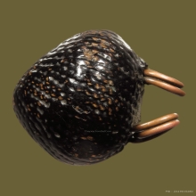 “เบี้ยเศรษฐี หรือ เบี้ยแก้” สำนักวัดกลางบางแก้ว จ.นครปฐม