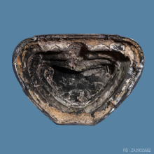 พระพุทธกิตติคุณ วัดใหม่อมตรส ปี ๒๕๑๗ 