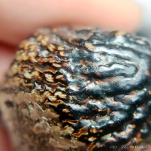 เบี้ยแก้โทเร ลป.เพิ่ม