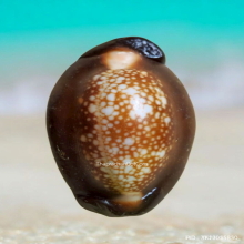 เบี้ยแก้ หลวงพ่อเกษม เขมโก รุ่นสุริยุปราคา ปี 38