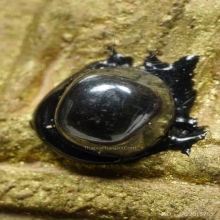 พระผงวิเศษผงคงไชยชุม ติดเหล็กไหลและตะกรุด8 จำพวกเนื้อเงิน