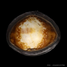 เบี้ยแก้หลวงพ่อกลุ่ม วัดฝาง