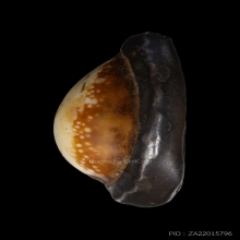 เบี้ยแก้หลวงพ่อกลุ่ม วัดฝาง