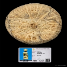 ลิงไม้แกะ หลวงปู่ทิม วัดละหารไร่ จ.ระยอง ปี2518 