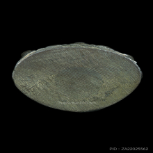 พระกริ่งโฆสปัญโญหลวงปู่คำพันธ์ วัดธาตุมหาชัย เนื้อนวโละ ปี34