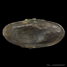 สวยไม่จัดแต่ชัดเจน เสือหลวงพ่อสาย วัดบางเหี้ย ตัวเล็กสภาพสวย