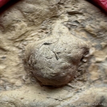 พระรอดวัดมหาวันพิมพ์เล็ก