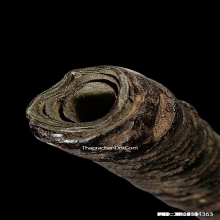 ตะกรุดหลวงพ่อปาน วัดคลองด่าน จ.สมุทรปราการ ยุคต้น