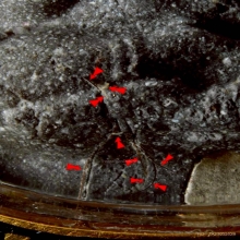 พระปิดตาปลดหนี้ หลังยันต์ตรี หลวงปู่โต๊ะ