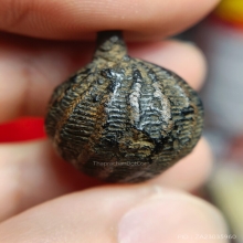 ลูกอมมหากัณฑ์ หลวงพ่อคง วัดบางกะพ้อม