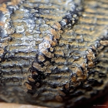 ลูกอมมหากัณฑ์ หลวงพ่อคง วัดบางกะพ้อม