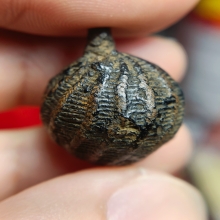 ลูกอมมหากัณฑ์ หลวงพ่อคง วัดบางกะพ้อม