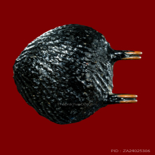 เบี้ยแก้หลวงปู่เจือ