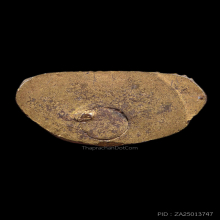 หลวงพ่อปลอด วัดหัวป่า รุ่นแรก สวยเดิม