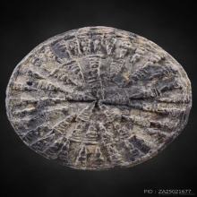 พระงบน้ำอ้อย เนื้อชิน กรุบ้านตาก จังหวัดตาก 600 ปี