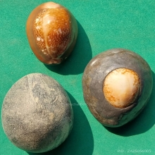 รวมเบี้ยแก้ ชุดที่ 1