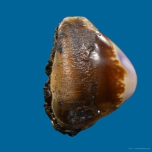 เบี้ยแก้ หลวงพ่อนุ่ม วัดนางใน อ่างทอง