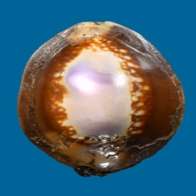 เบี้ยแก้ หลวงพ่อนุ่ม วัดนางใน อ่างทอง