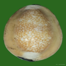 เบี้ยแก้หลวงพ่อซำ วัดตลาดใหม่