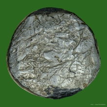 เบี้ยแก้หลวงพ่อซำ วัดตลาดใหม่