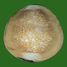 เบี้ยแก้หลวงพ่อซำ วัดตลาดใหม่