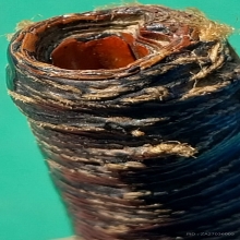 ตะกรุด ลพ.ปาน วัดคลองด่าน เนื้อทองแดง ยาว 5 นิ้ว