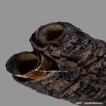 ตะกรุดสาริกาสามกษัตริย์หลวงพ่อกลั่น วัดพระญาติ